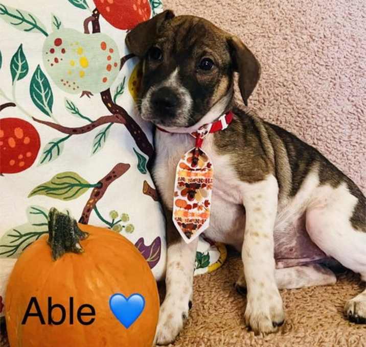 Photo of Able Lonestar