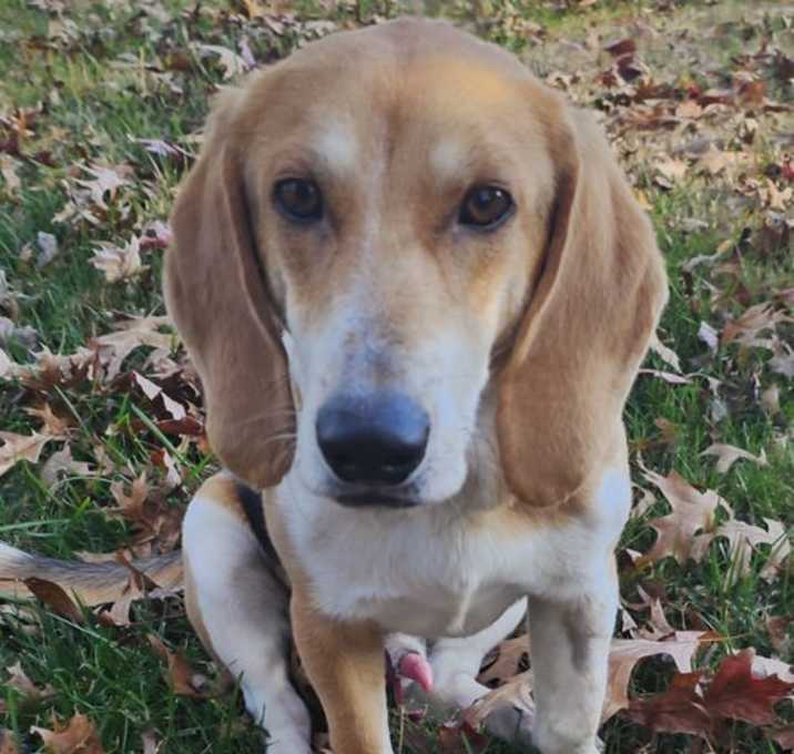 Photo of COOL SNOOP DOGG