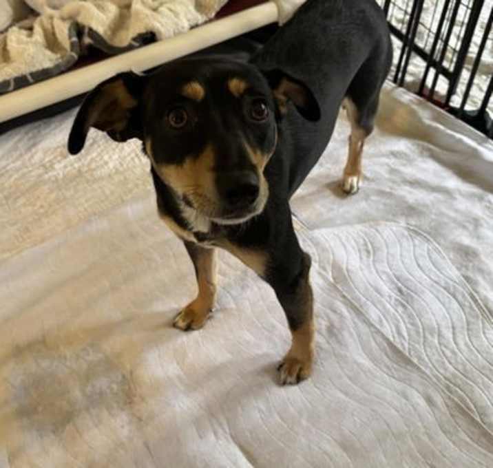 Photo of Sage a Shepherd-Beagle mix female