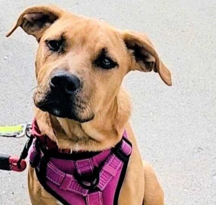 Photo of Taco *Adoption Pending*