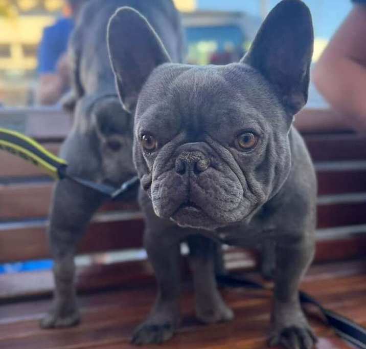 Photo of Napoleon (AKA--Azul)