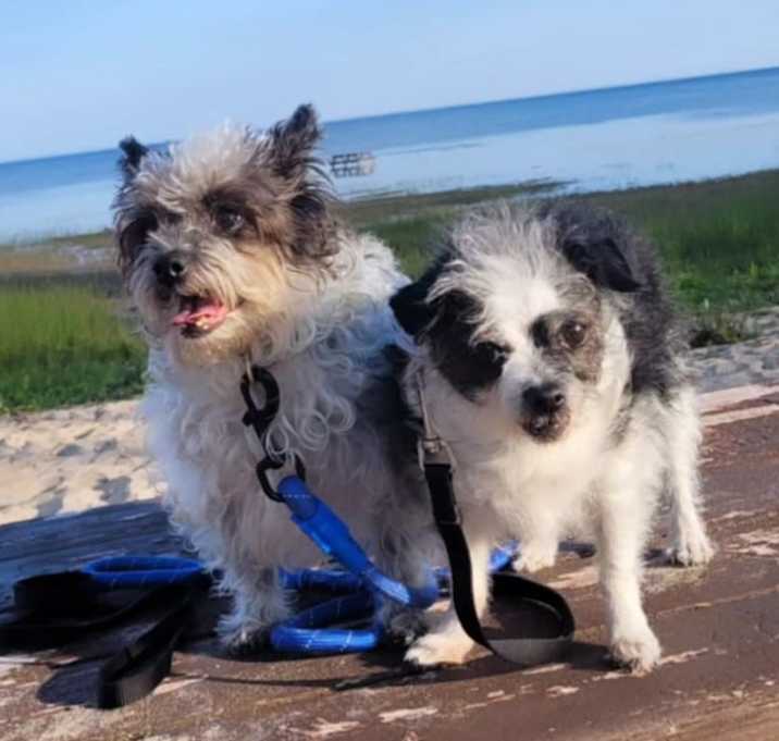 Photo of Lady- bonded to Lola