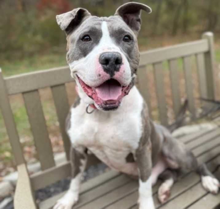 Photo of Stuffing (Snoop)