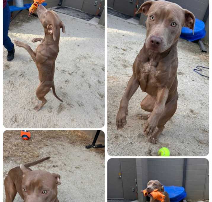 Photo of 22870- Chicken