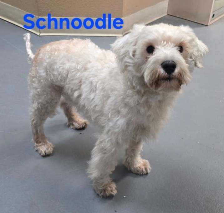 Photo of Schnoodle