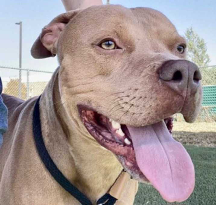 Photo of Hank William Jr.