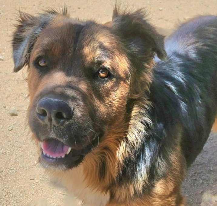 Photo of Cheelo (CP) Adopt Me!