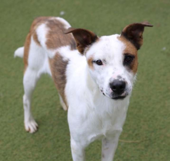 Photo of Pomegranate