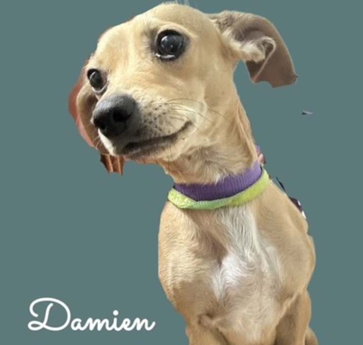 Photo of Damien