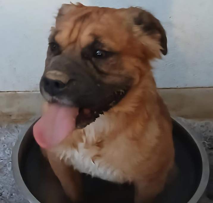 Photo of LiL Nugget (A104157)n 9