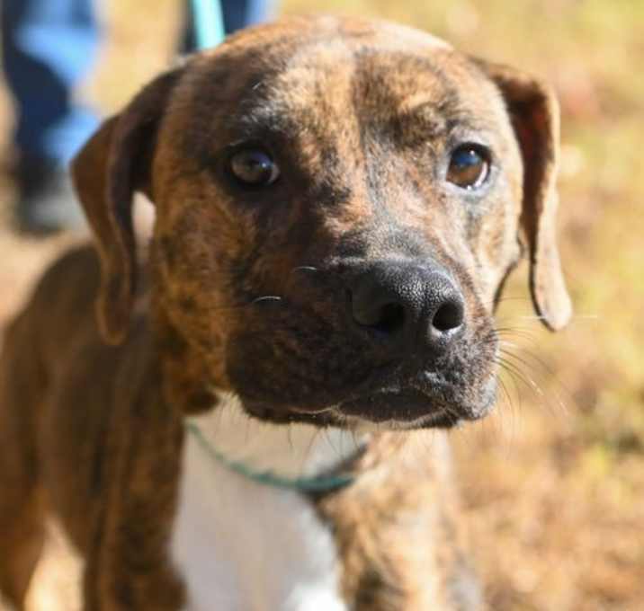 Photo of DA 26 Ollie