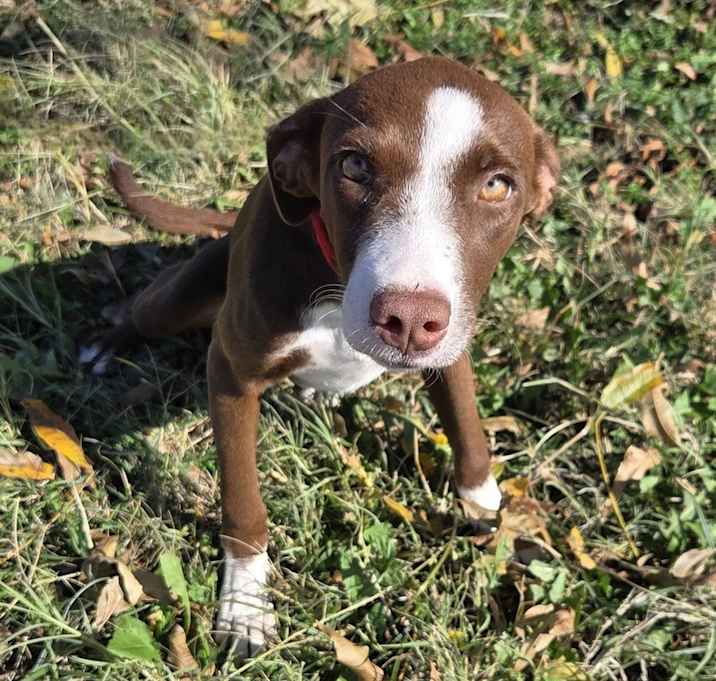 Photo of Ginger ðŸ«š