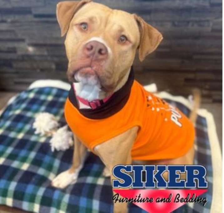 Photo of Duchess Wiggle-Bottom