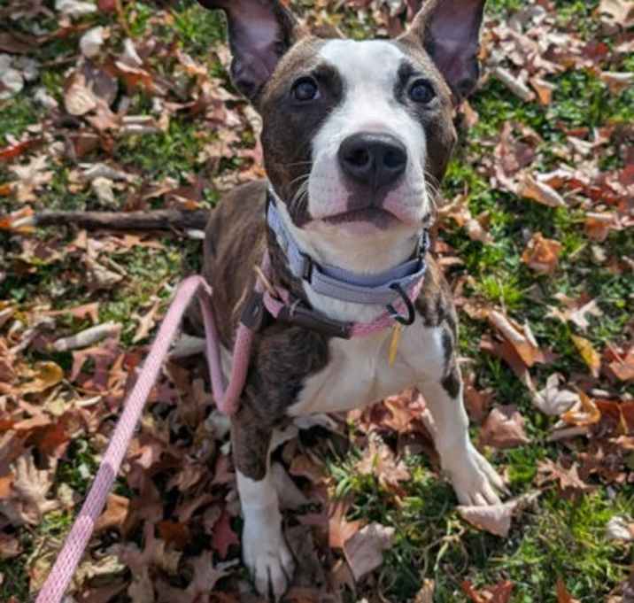 Photo of Venus VIII 142