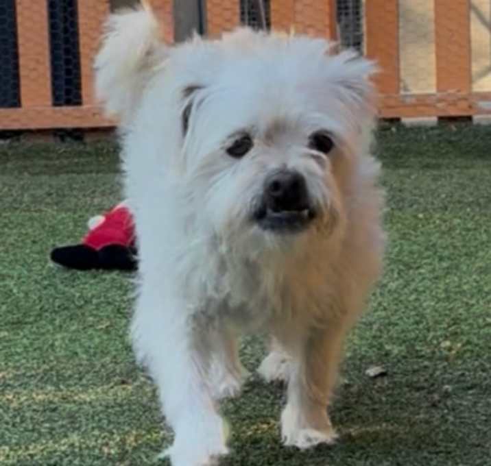 Photo of Snowflake CA