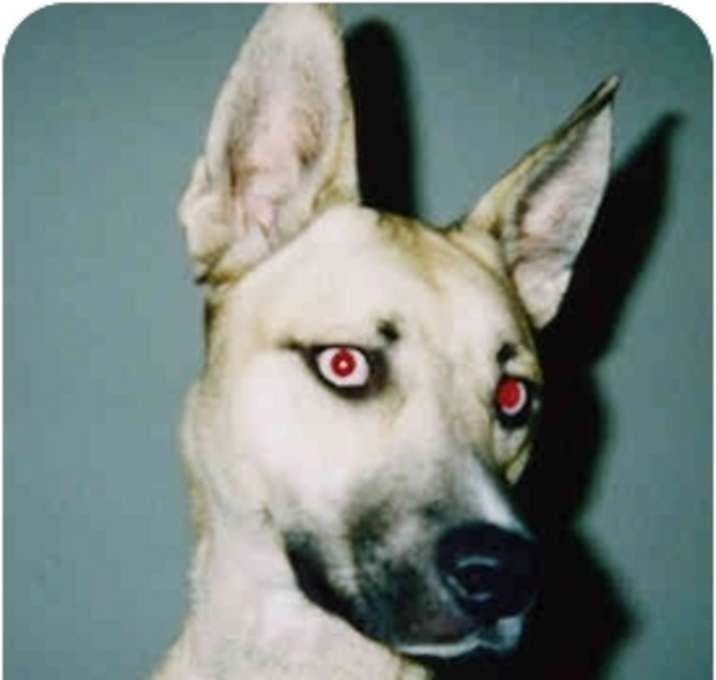 Photo of Daisy
