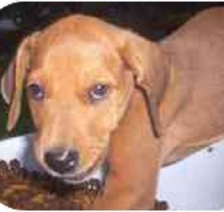 Photo of chandler