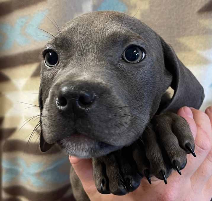 Photo of Hamper Litter 6