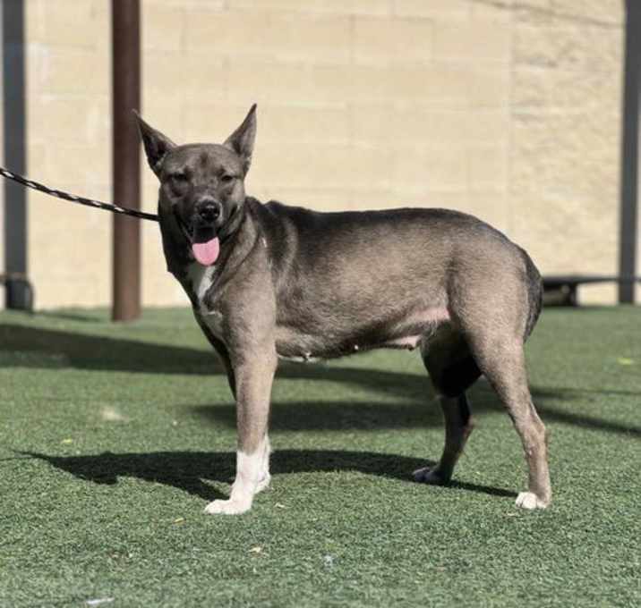 Photo of Cocoa-In Foster