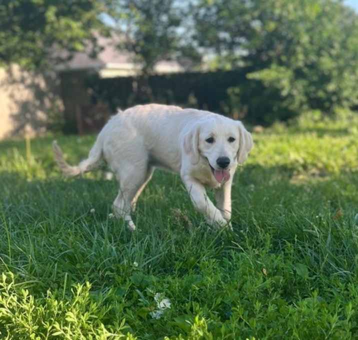 Photo of Daisy #7327- Nicholasville