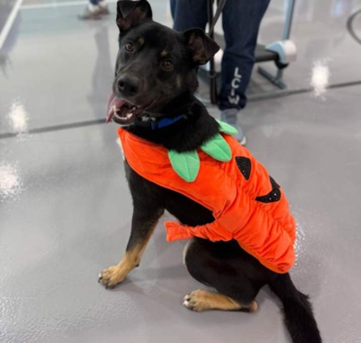 Photo of Ovi (Underdog in Foster)