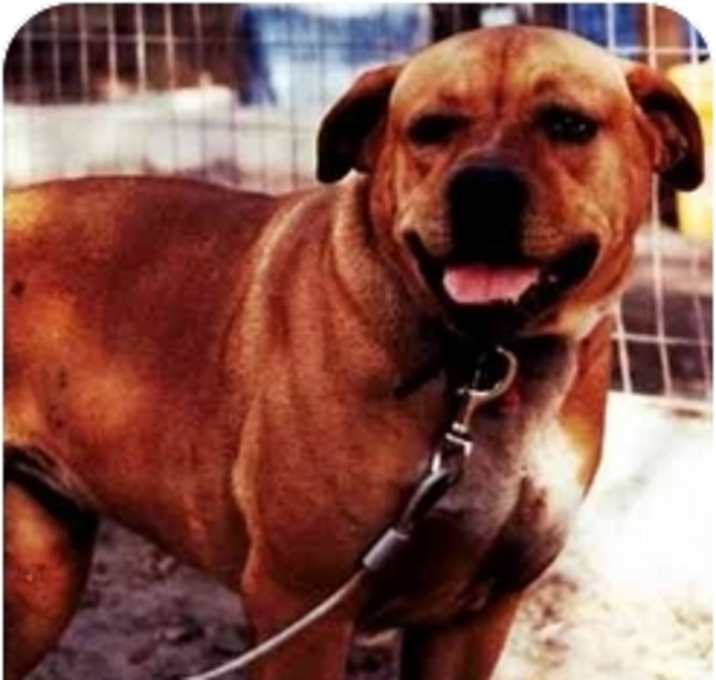 Photo of Sheba