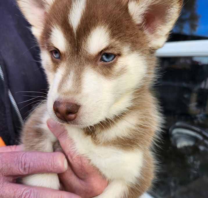 Photo of Cinnamon Spice