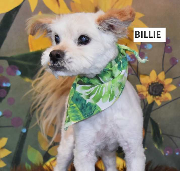 Photo of Billie