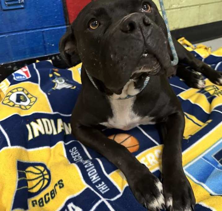 Photo of MISS BISCUIT