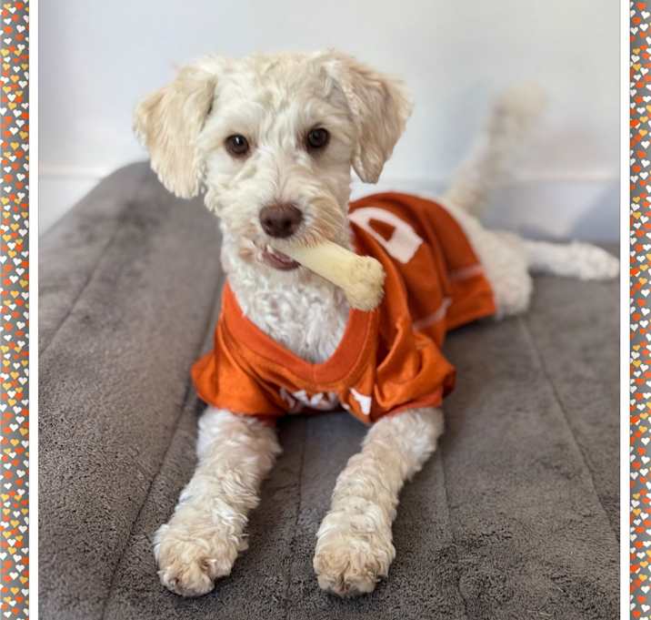 Photo of Beau - N.TX