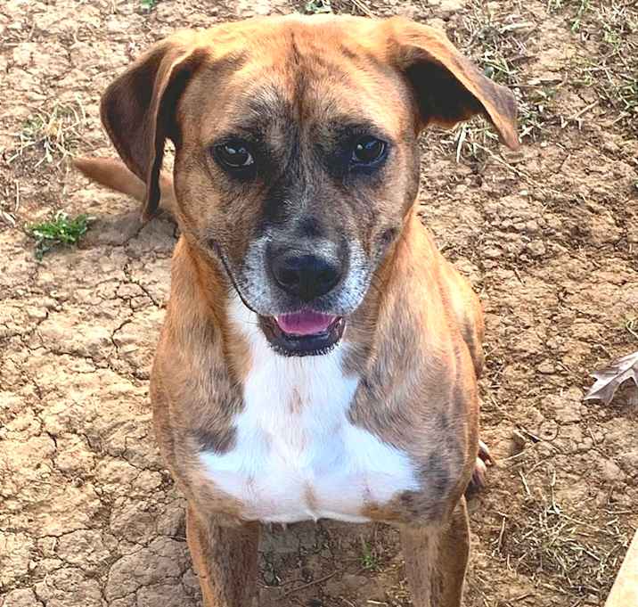 Photo of Cinnamon Roll