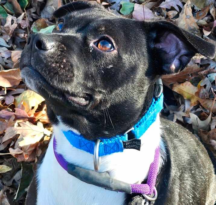 Photo of Crazy Train