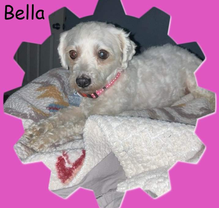 Photo of Bella - C TX