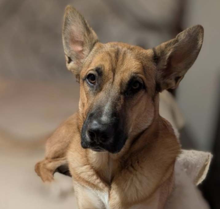 Photo of *STEVE HARVEY