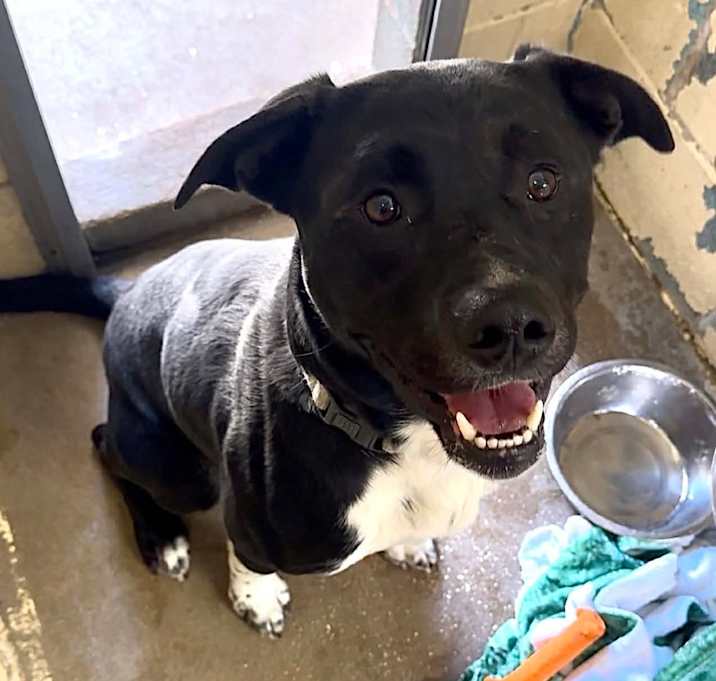 Photo of Chip Skylark K14