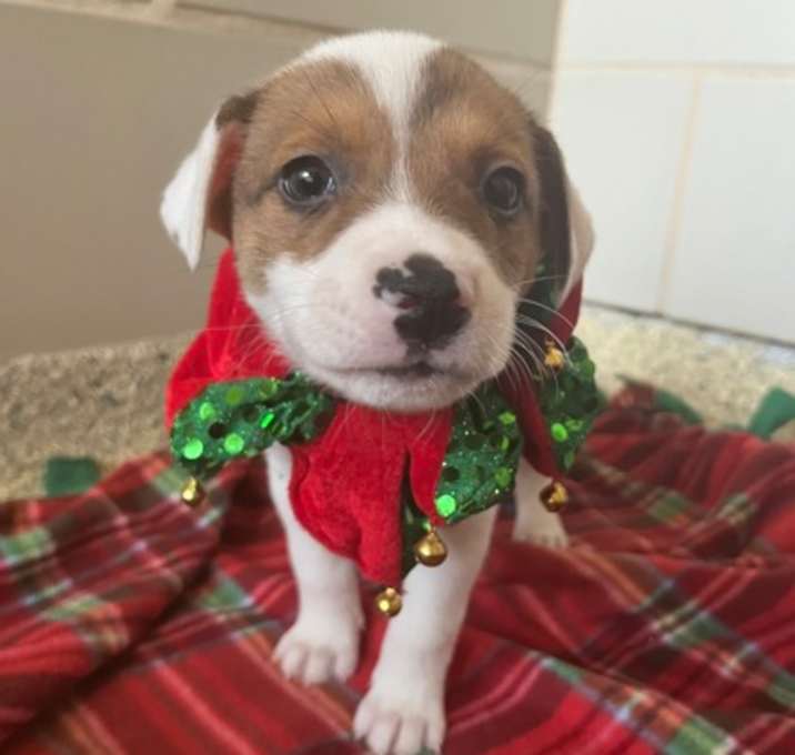 Photo of Bell pepper