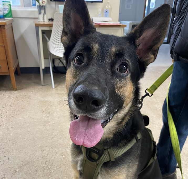 Photo of Captain Jack Sparrow