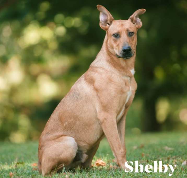 Photo of Shelby