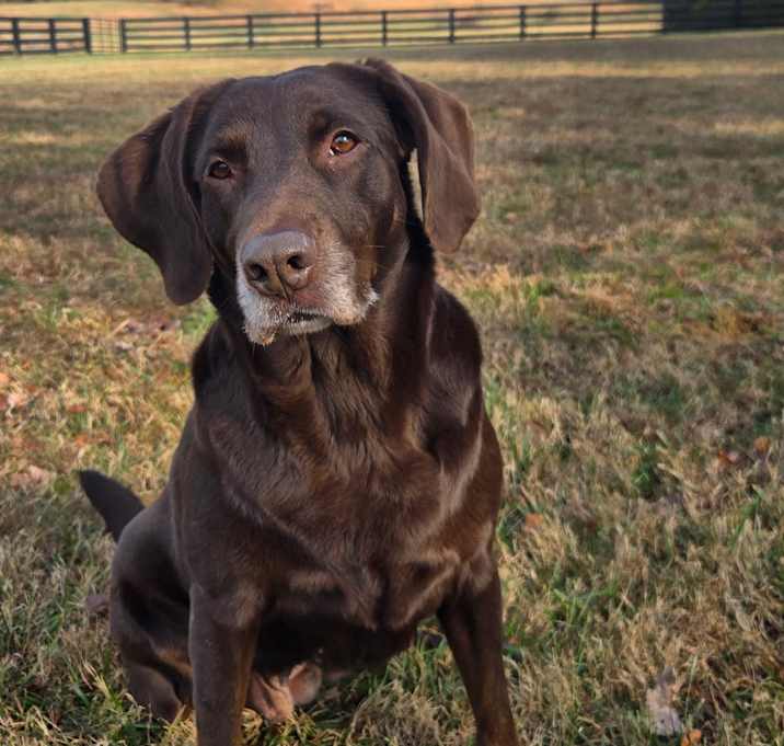 Photo of Cocoa AKA Chloe #6734