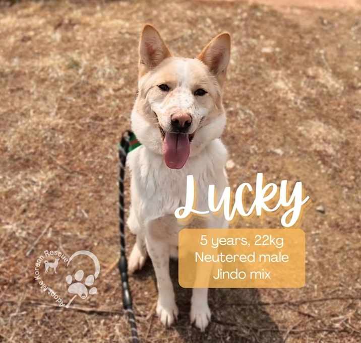 Photo of Lucky