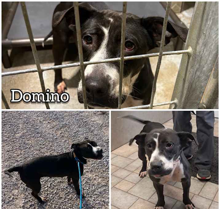 Photo of Domino