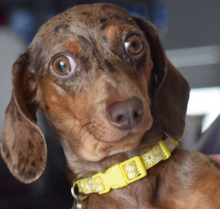 Photo of Daisy May in TN