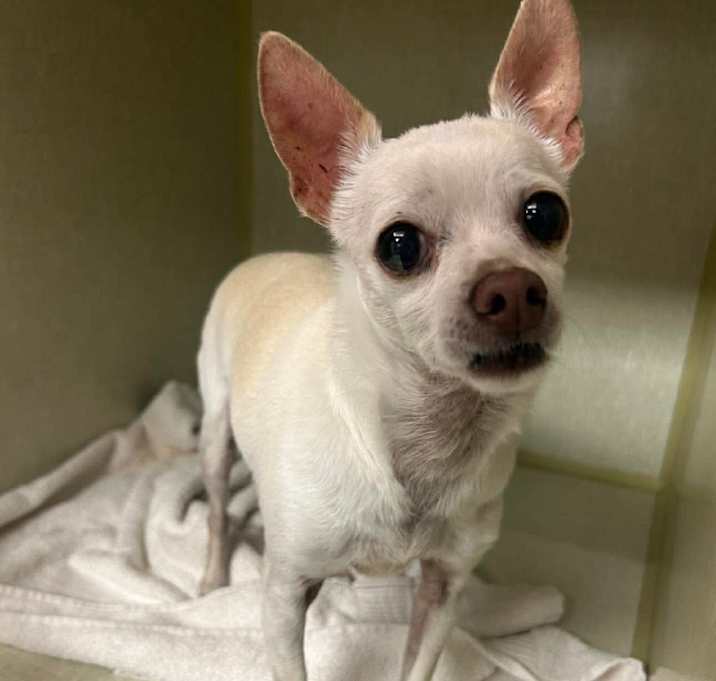 Photo of Taya Sparkle Sprinkle  