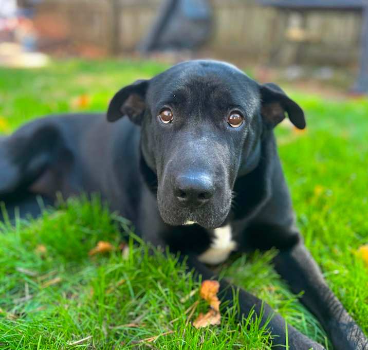 Photo of Sharpie (Midnight)