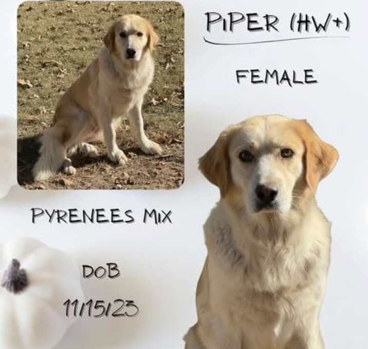 Photo of Piper