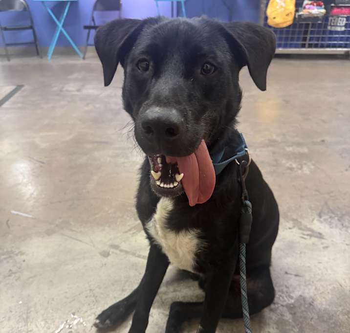 Photo of Ozzy Pawsborne