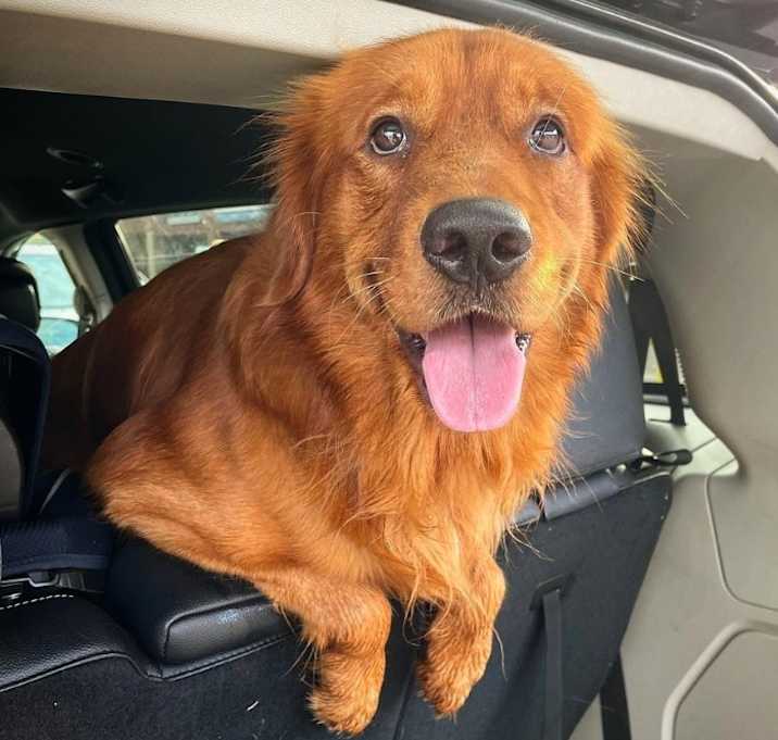 Photo of Ryder #7314