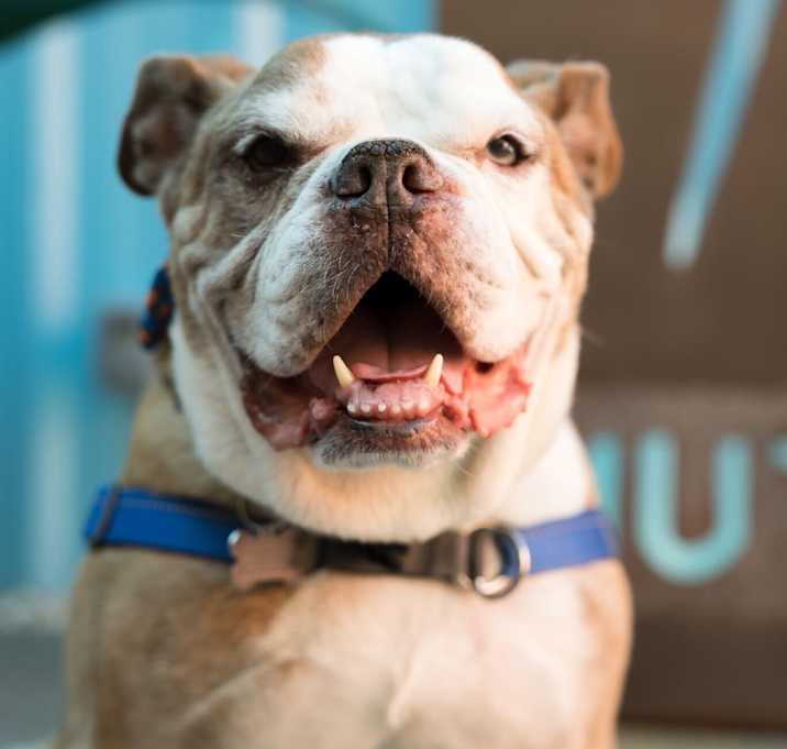 Photo of King Smash 13235