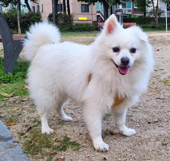 Photo of Sherlock (HDS)