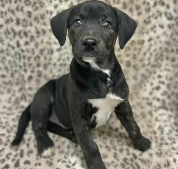 Photo of Milo meet me 12/6